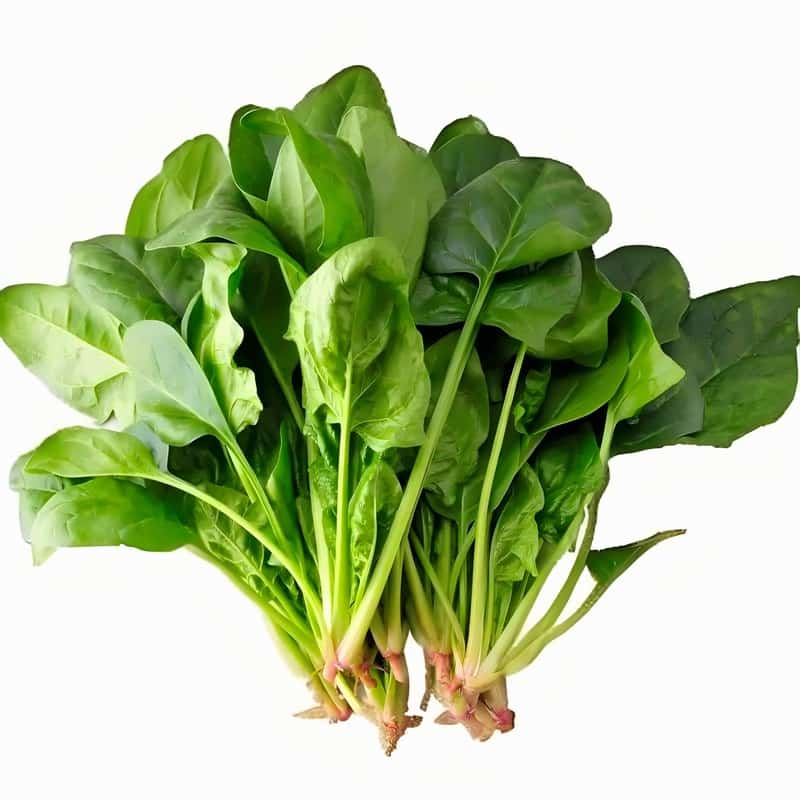 春季进补有禁忌 科学饮食最重要早春