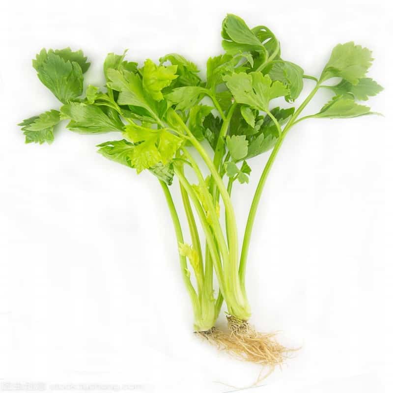 小鲜菜蔬菜配送怎么样