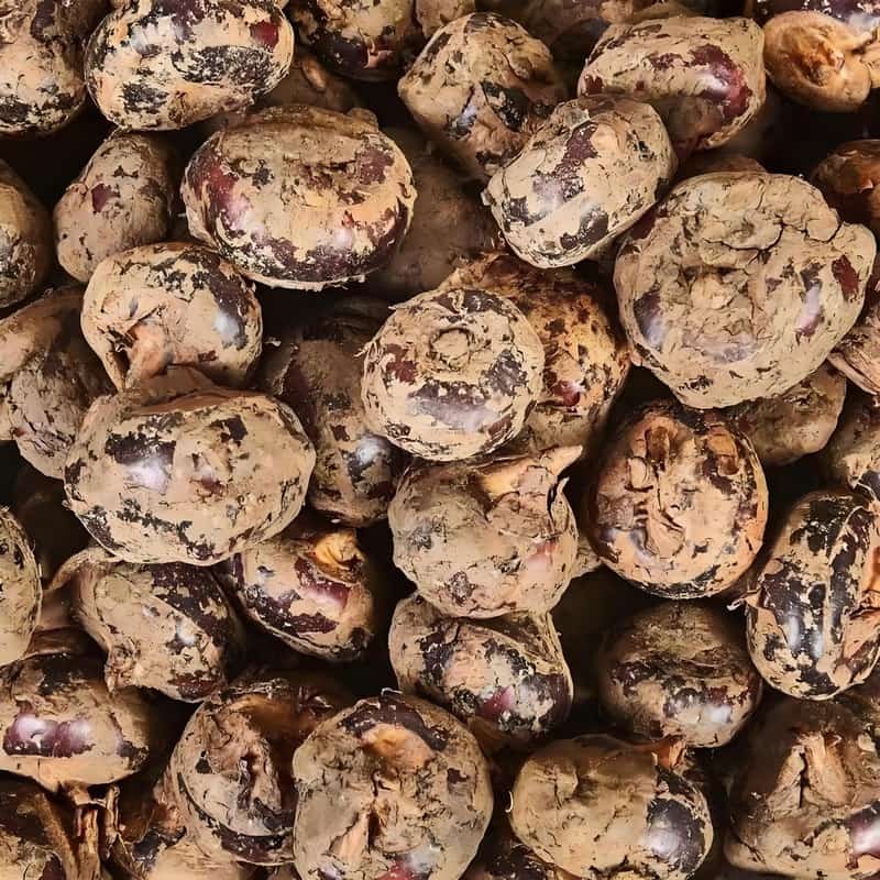 新疆五彩湾生鲜蔬菜配送